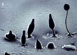 Dictostelium life cycle